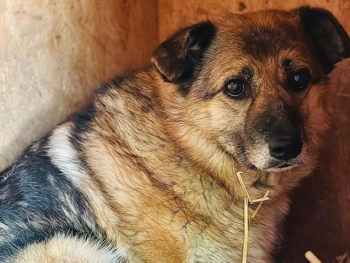 Adopcja psa - zlękniona i zapomniana Kwinta. To najwrażliwsza psia dusza w schronisku