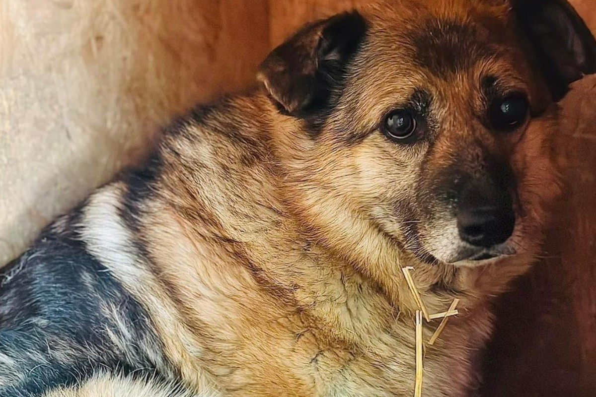 Adopcja psa - zlękniona i zapomniana Kwinta. To najwrażliwsza psia dusza w schronisku