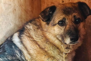 Adopcja psa - zlękniona i zapomniana Kwinta. To najwrażliwsza psia dusza w schronisku