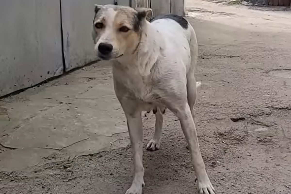 Zrozpaczonej suni odebrano szczenięta. Ale stał się cud, a jej reakcja chwyta za serce