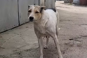 Zrozpaczonej suni odebrano szczenięta. Ale stał się cud, a jej reakcja chwyta za serce