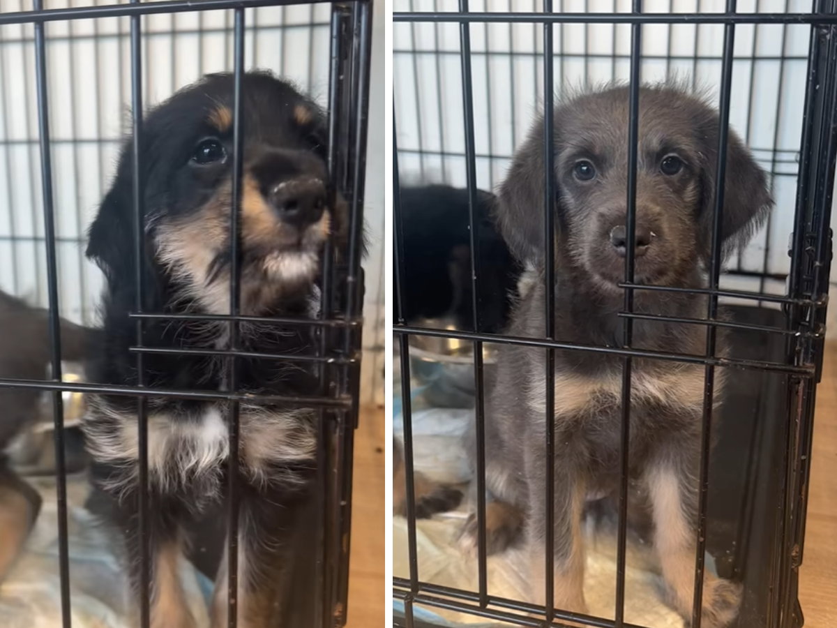 Adopcja psa - gwiazdy TikToka do adopcji. To bezradne dzieciaki