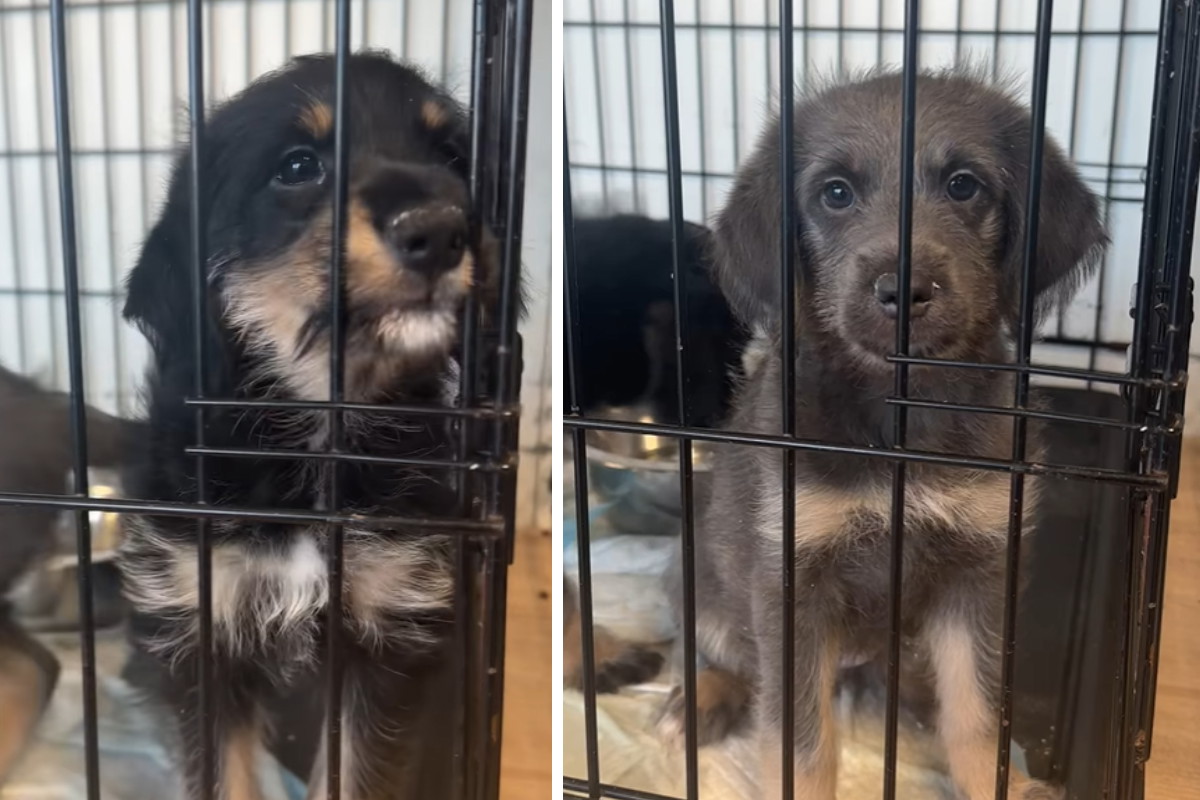 Adopcja psa - gwiazdy TikToka do adopcji. To bezradne dzieciaki