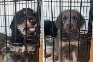 Adopcja psa - gwiazdy TikToka do adopcji. To bezradne dzieciaki