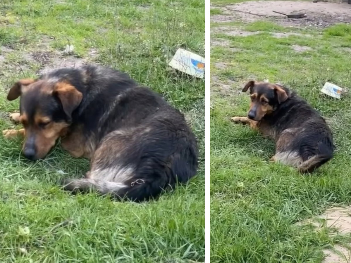 Adopcja psa - Jego pan umarł, a to był dopiero początek kłopotów Misia