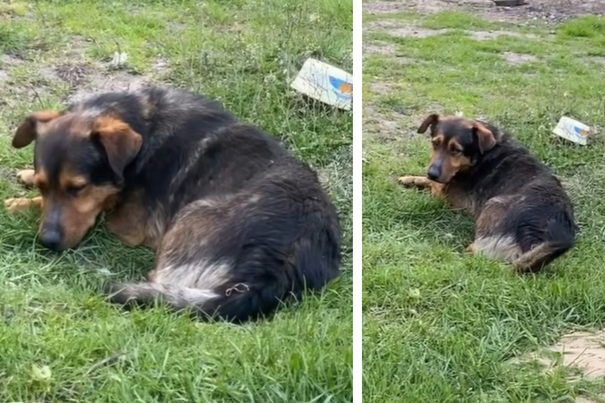 Adopcja psa - Jego pan umarł, a to był dopiero początek kłopotów Misia