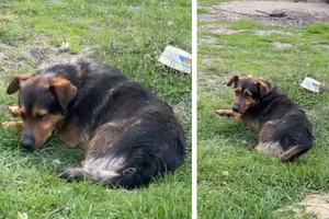 Adopcja psa - Jego pan umarł, a to był dopiero początek kłopotów Misia