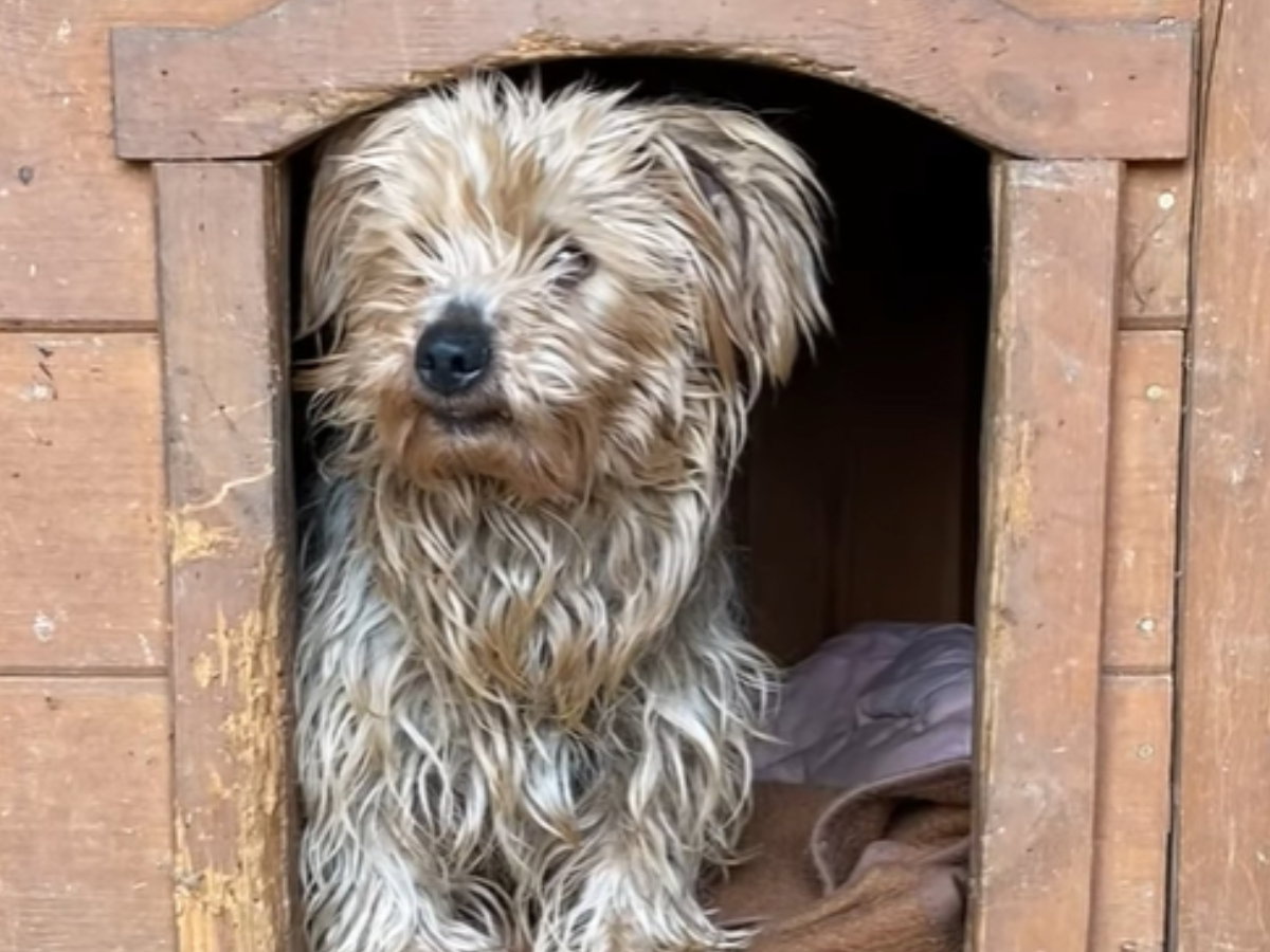 Adopcja psa - Bakster bardzo boi się człowieka przez to, co musiał przez niego przejść