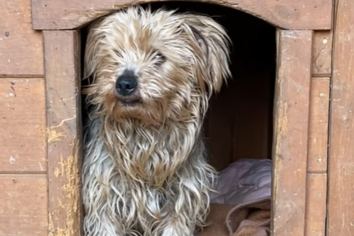 Adopcja psa - Bakster bardzo boi się człowieka przez to, co musiał przez niego przejść
