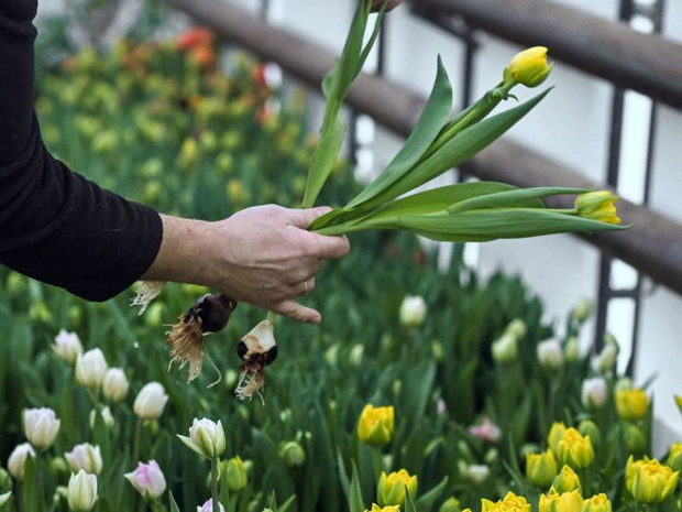 tulipany-po-przekwitnieciu-2512158-61a3f3c