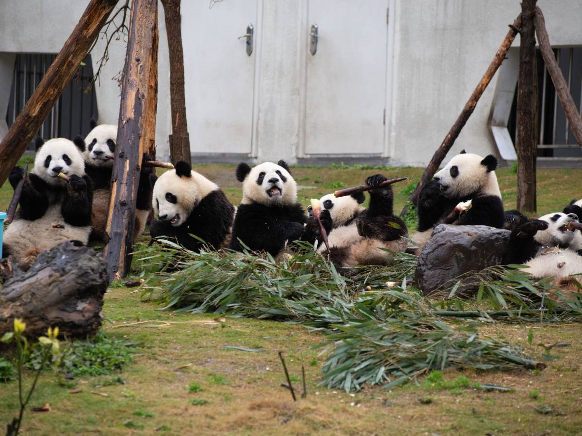 panda wielka