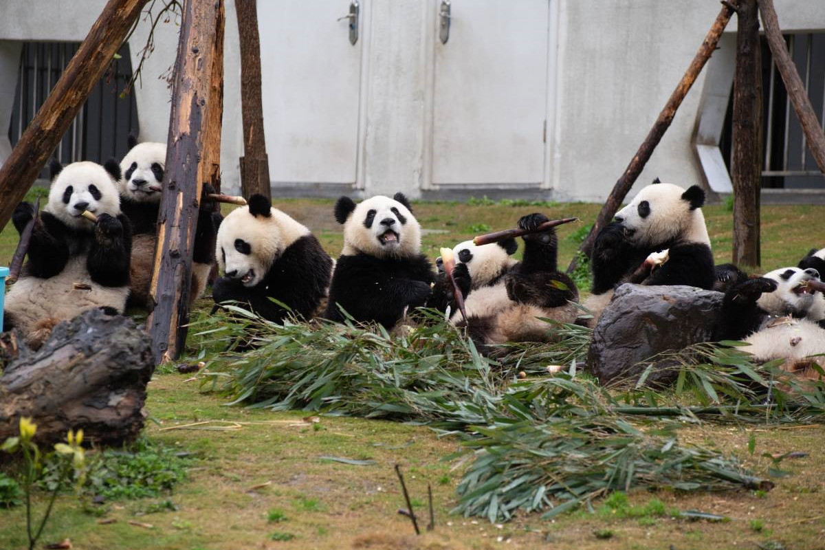 panda wielka