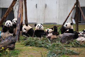panda wielka