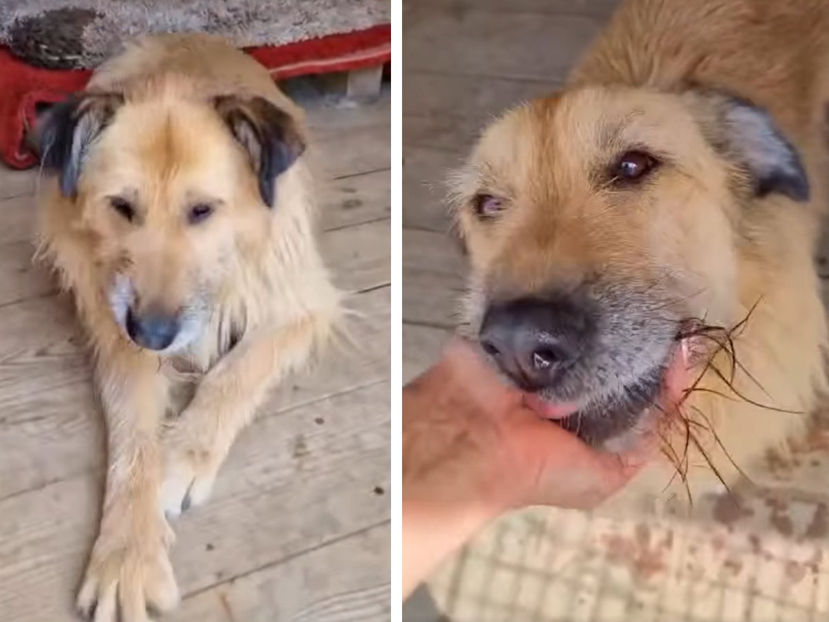 Adopcja psa - Fizia została sama jak palec i nie radzi sobie w nowej sytuacji
