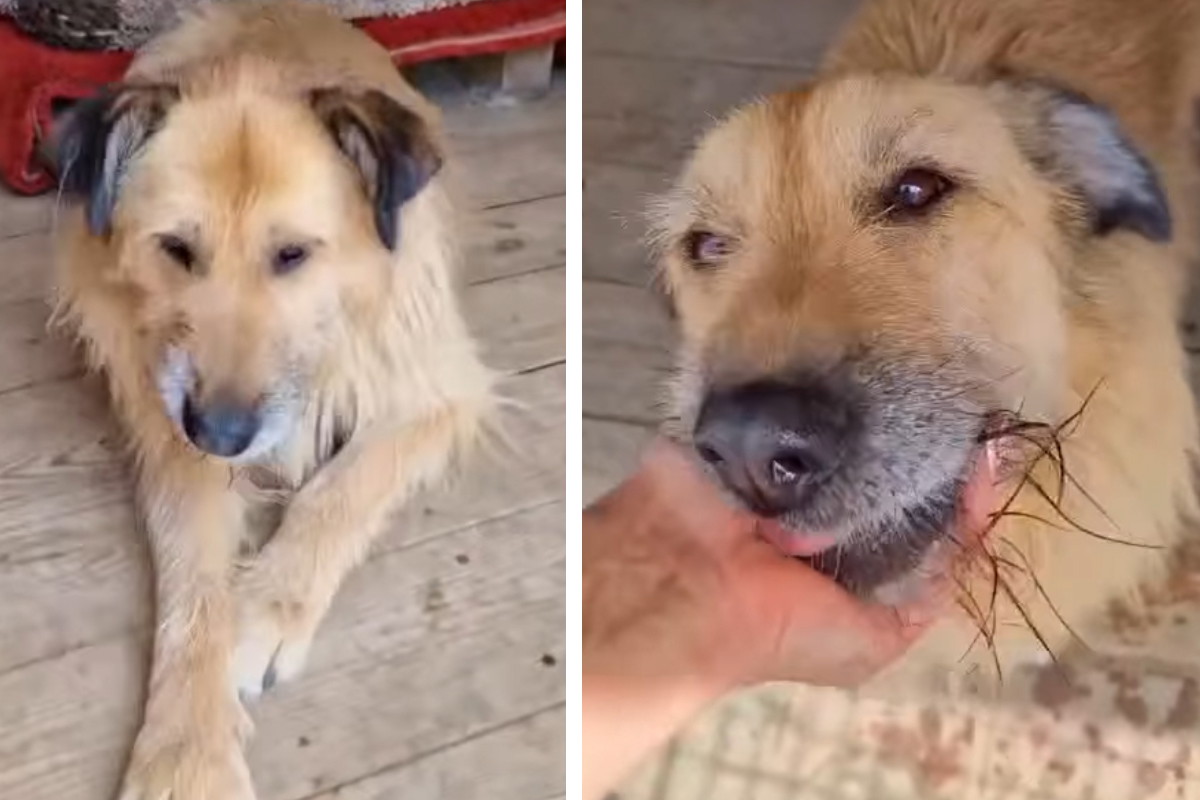 Adopcja psa - Fizia została sama jak palec i nie radzi sobie w nowej sytuacji