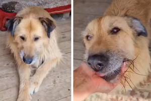 Adopcja psa - Fizia została sama jak palec i nie radzi sobie w nowej sytuacji