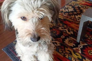 Adopcja psa - ten smutasek stracił właścicielkę i pilnie szuka domu