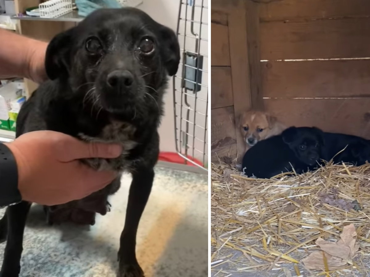 Adopcja psa - sunia i 3 szczeniaki porzucone przez właściciela szukają domu