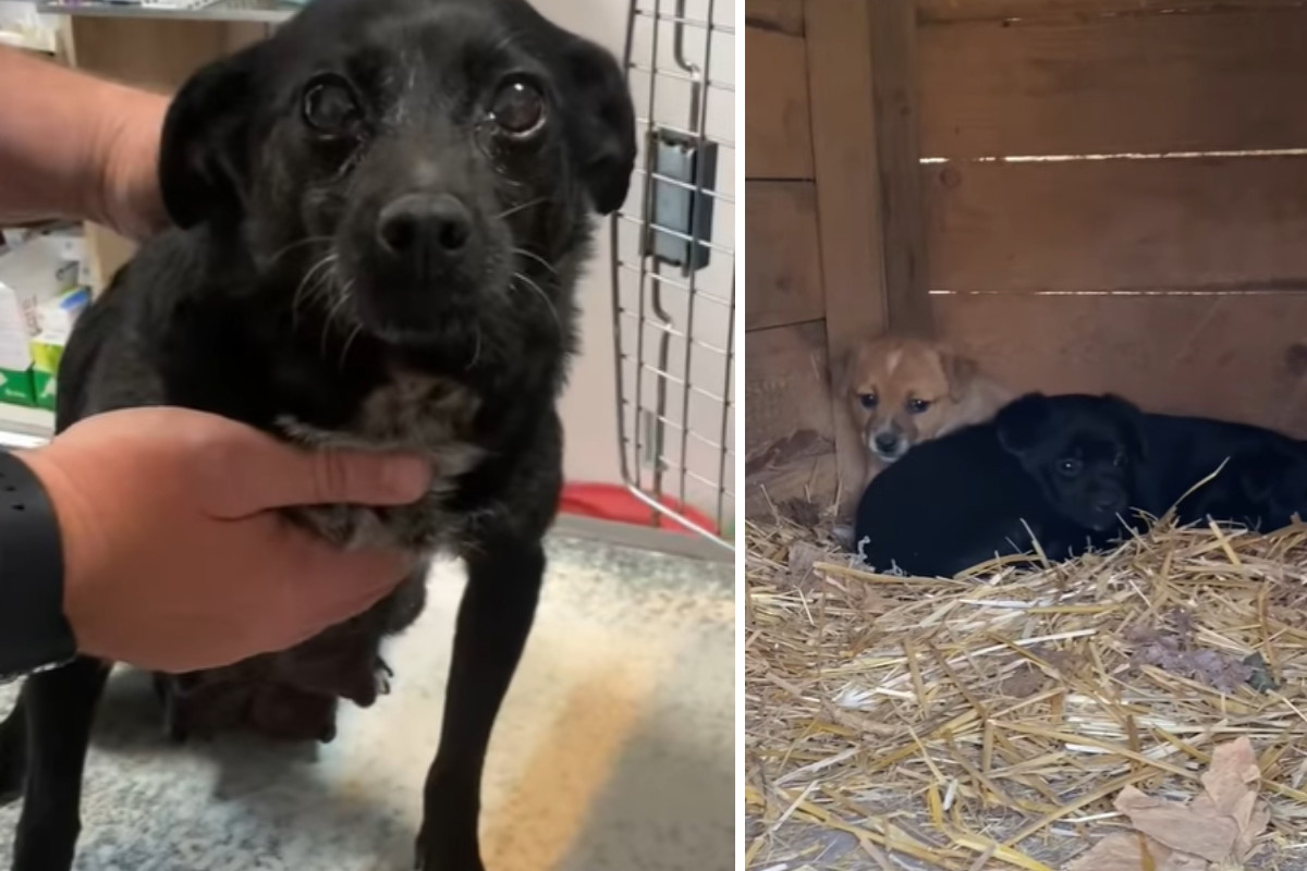 Adopcja psa - sunia i 3 szczeniaki porzucone przez właściciela szukają domu