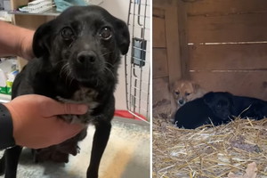 Adopcja psa - sunia i 3 szczeniaki porzucone przez właściciela szukają domu