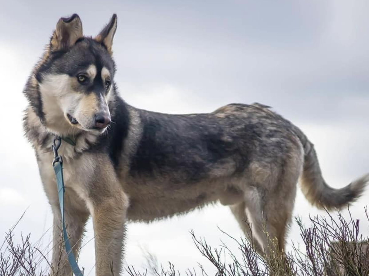 Adopcja psa - zjawiskowy husky z dnia na dzień gaśnie w oczach