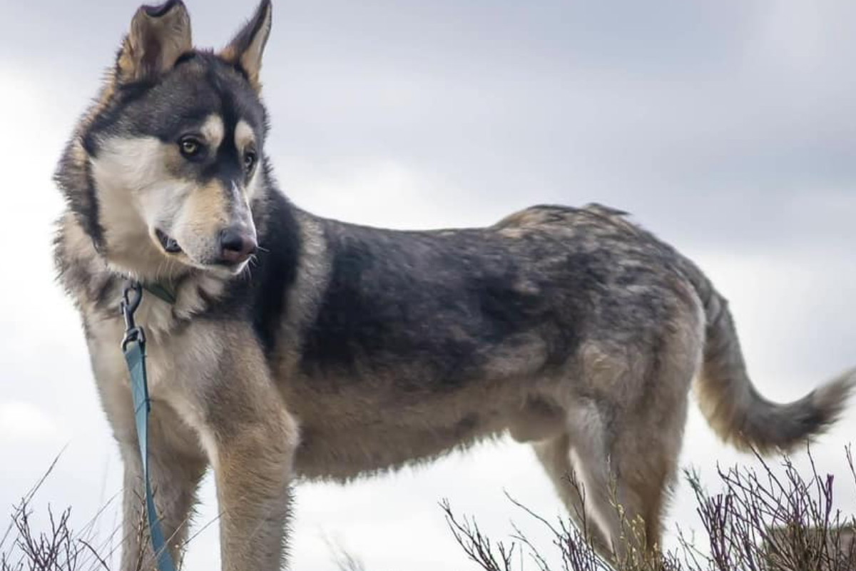 Adopcja psa - zjawiskowy husky z dnia na dzień gaśnie w oczach