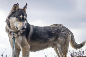 Adopcja psa - zjawiskowy husky z dnia na dzień gaśnie w oczach