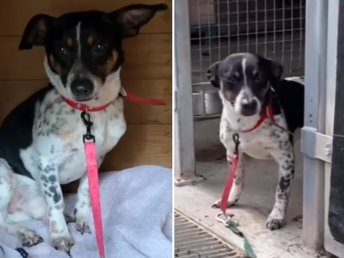 Adopcja psa - maleńki Groszek pilnie szuka domu. Jest przerażony i nie chce wychodzić z budy