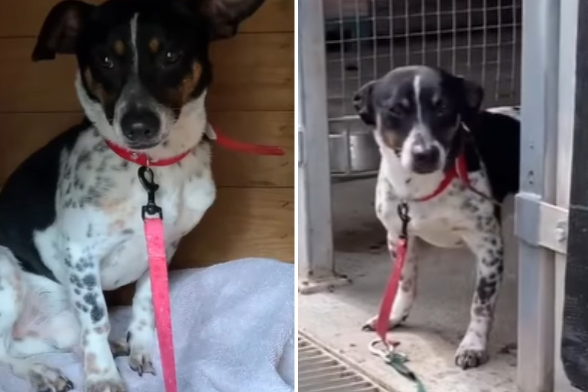 Adopcja psa - maleńki Groszek pilnie szuka domu. Jest przerażony i nie chce wychodzić z budy