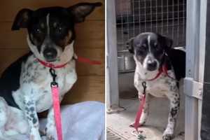 Adopcja psa - maleńki Groszek pilnie szuka domu. Jest przerażony i nie chce wychodzić z budy