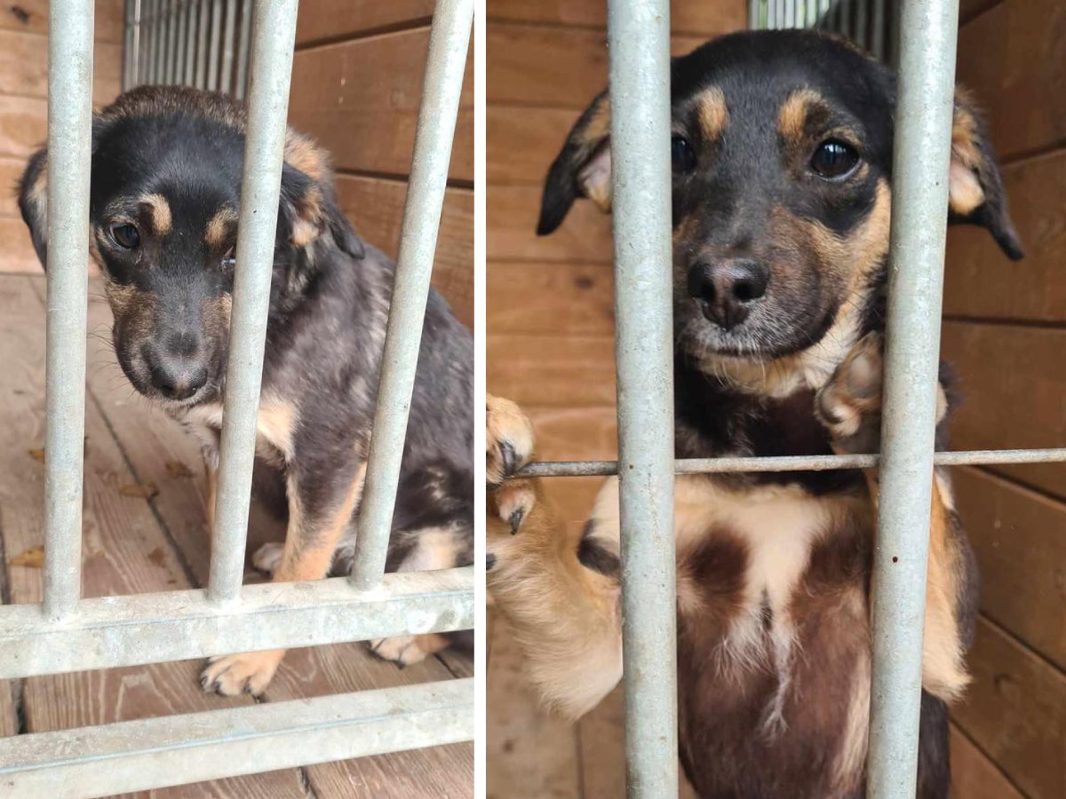Adopcja psa - 4-miesięczny szczeniak znaleziony w polu szuka domu
