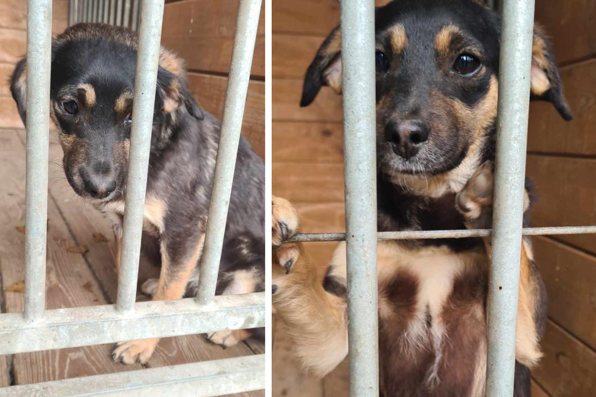 Adopcja psa - 4-miesięczny szczeniak znaleziony w polu szuka domu