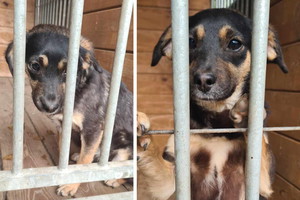 Adopcja psa - 4-miesięczny szczeniak znaleziony w polu szuka domu