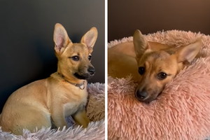 Adopcja psa - Szczeniak znaleziony w rowie w dramatycznym stanie