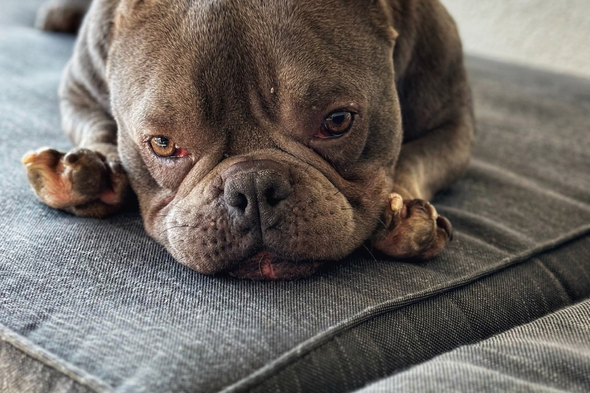 Adopcja psa - Maleńka psinka wzbudza ogrom kontrowersji. A ona tylko potrzebuje miłości