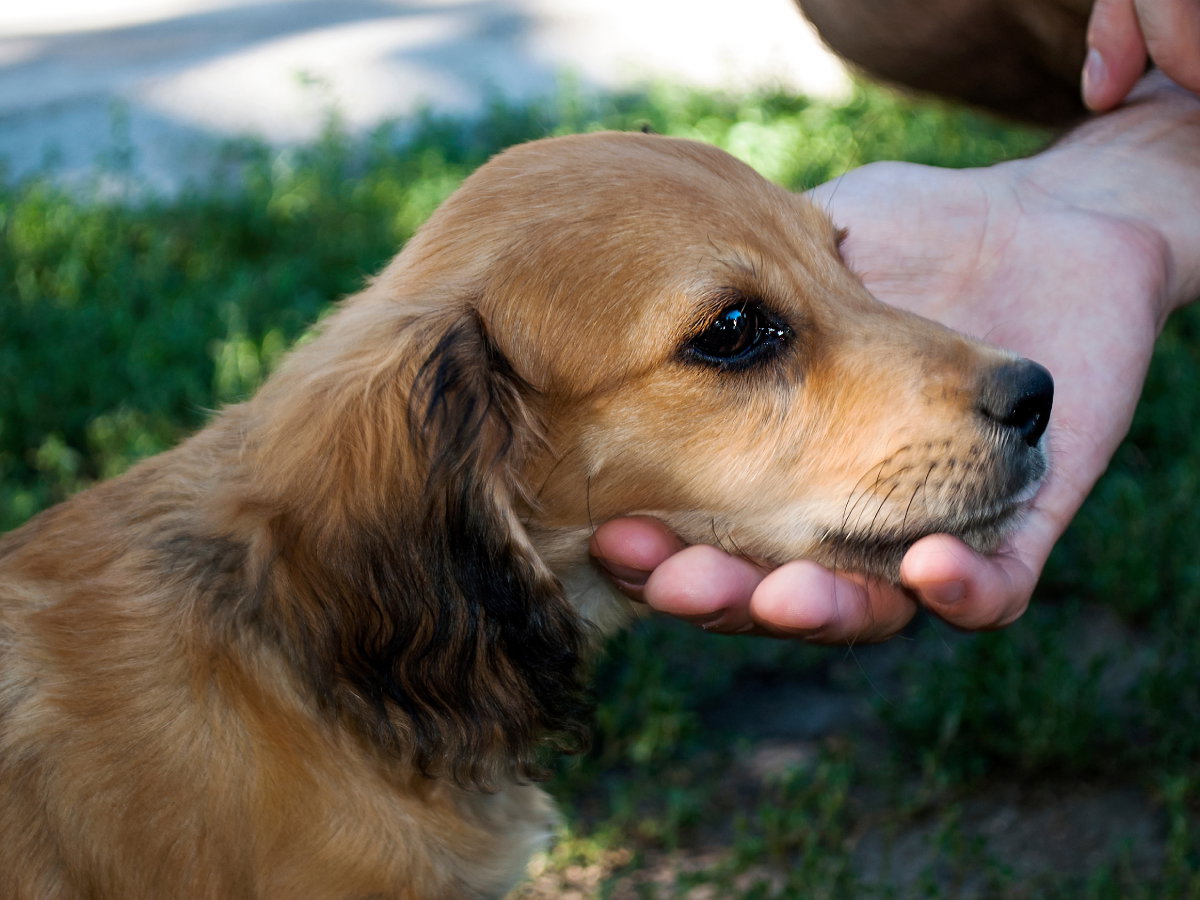 Cocker spaniel ma trudny charakter. Opiekun zdradza, że psy tej rasy to małe demony