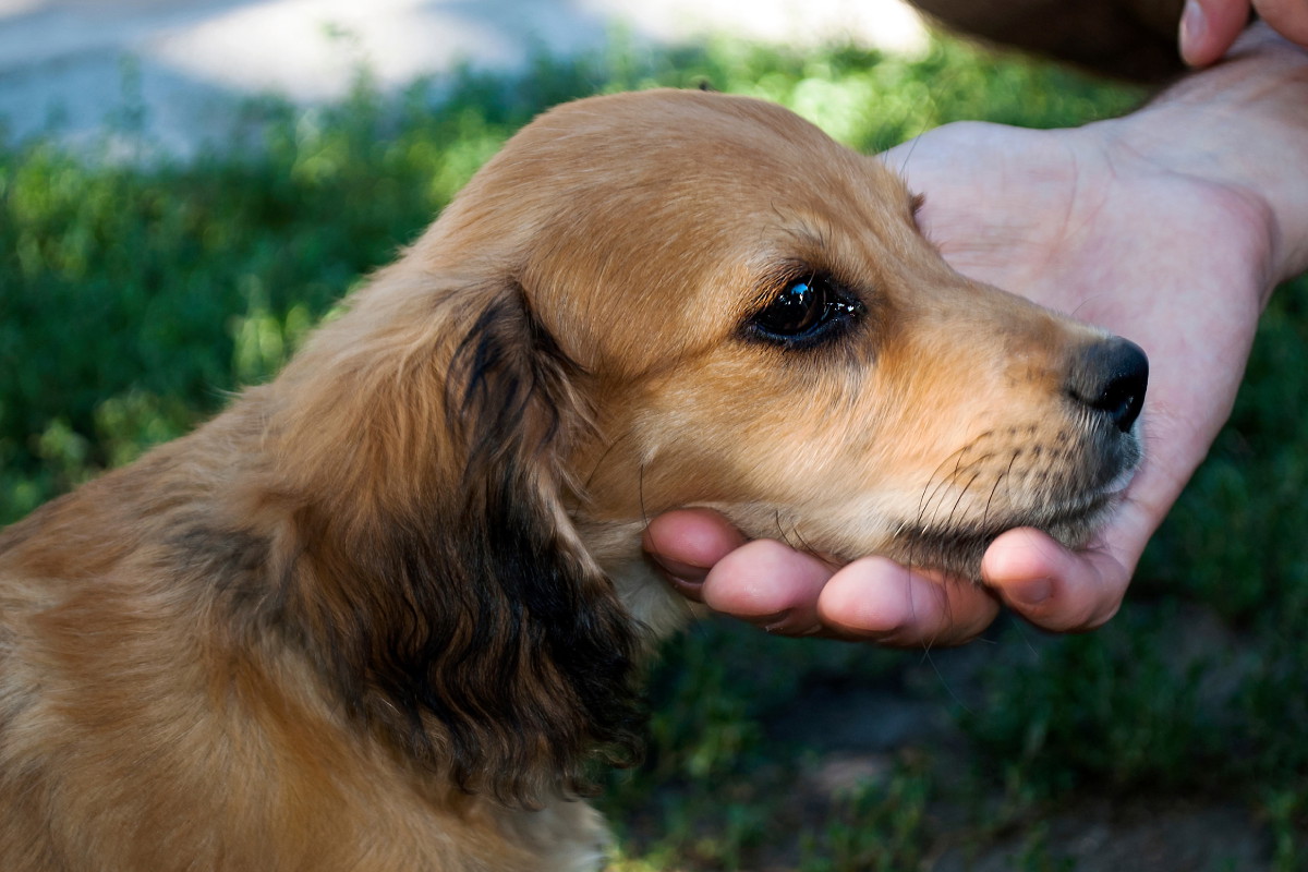 Cocker spaniel ma trudny charakter. Opiekun zdradza, że psy tej rasy to małe demony