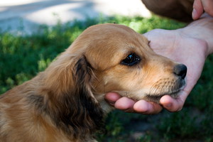 Cocker spaniel ma trudny charakter. Opiekun zdradza, że psy tej rasy to małe demony