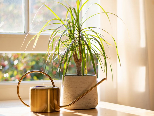 malo-wymagajace-rosliny-dracena-obrzezona-2468947-48589dd