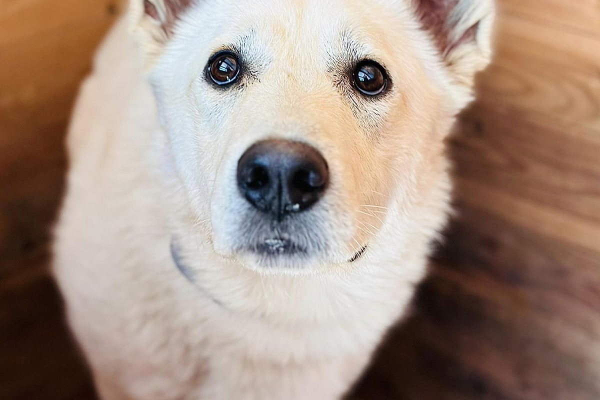 Adopcja psa - Ten psiak został sam jak palec. W dodatku bardzo boi się człowieka