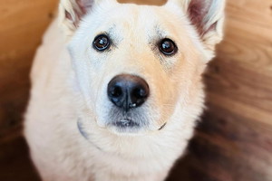 Adopcja psa - Ten psiak został sam jak palec. W dodatku bardzo boi się człowieka