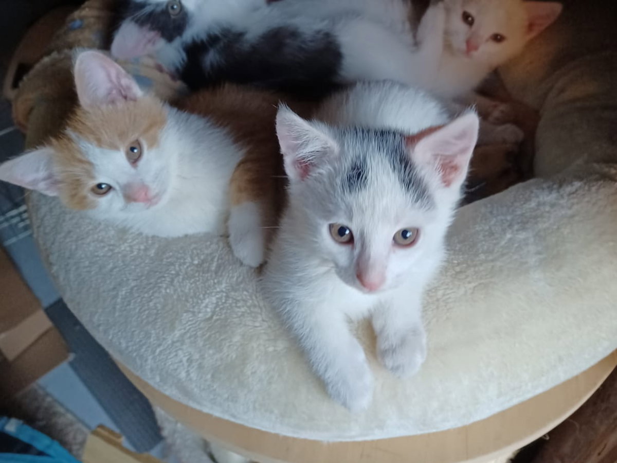 Adopcja kota - Ich mama zrobiła wszystko, żeby przeżyły. Teraz czas na nas