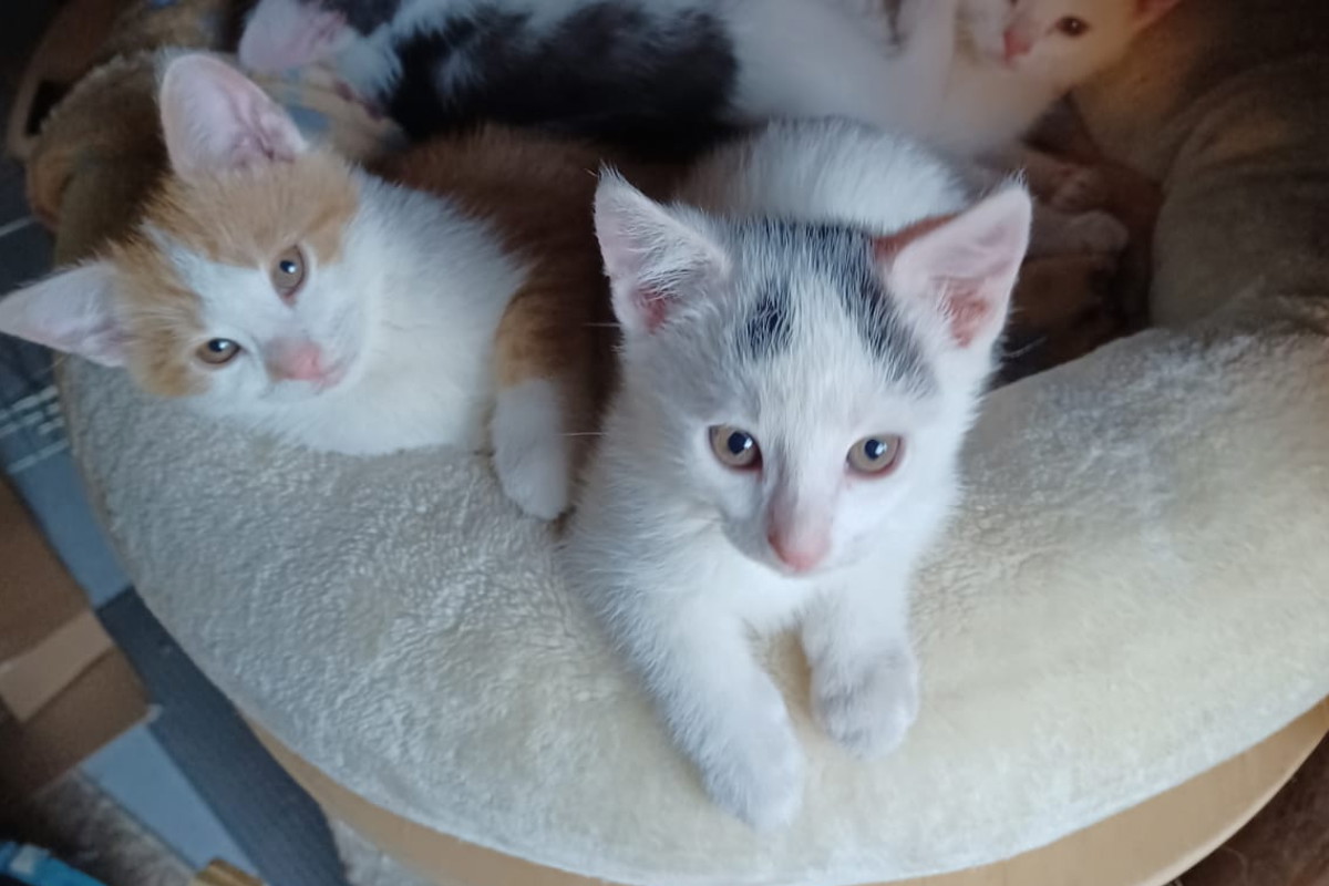 Adopcja kota - Ich mama zrobiła wszystko, żeby przeżyły. Teraz czas na nas