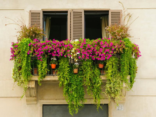 bluszcz-na-balkon-2469314-fc3097d