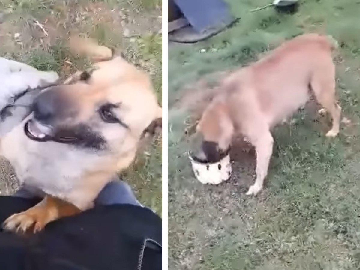 Adopcja psa - Azorek był całkiem sam na posesji. Tęskni za kontaktem z człowiekiem
