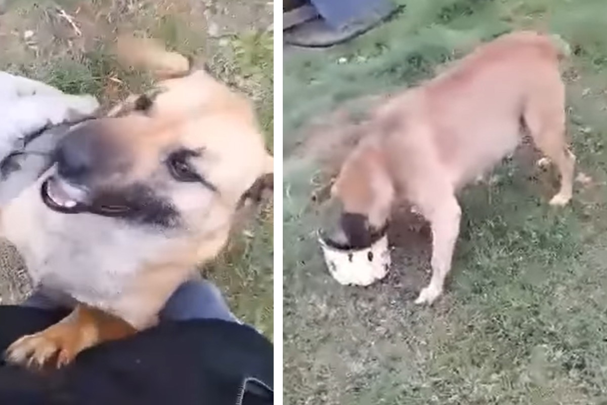 Adopcja psa - Azorek był całkiem sam na posesji. Tęskni za kontaktem z człowiekiem