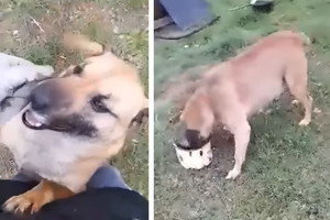 Adopcja psa - Azorek był całkiem sam na posesji. Tęskni za kontaktem z człowiekiem