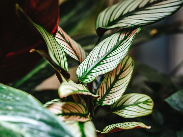 calathea-majestica-whitestar-2469421-ac178d8