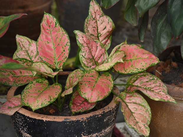 aglaonema-2469424-0d22cf1