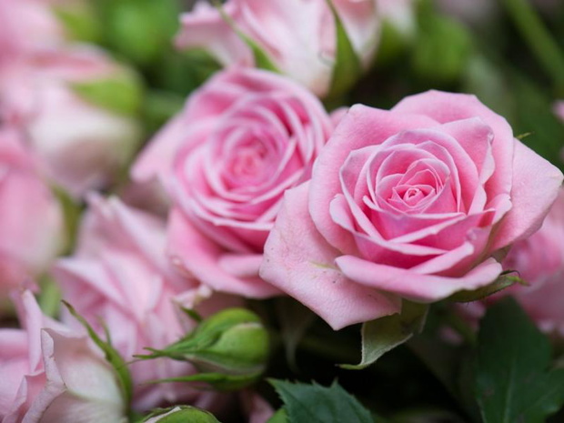 towarzystwo-dla-hortensji-bukietowej-roze-i-trawy-2483939-7f52caf